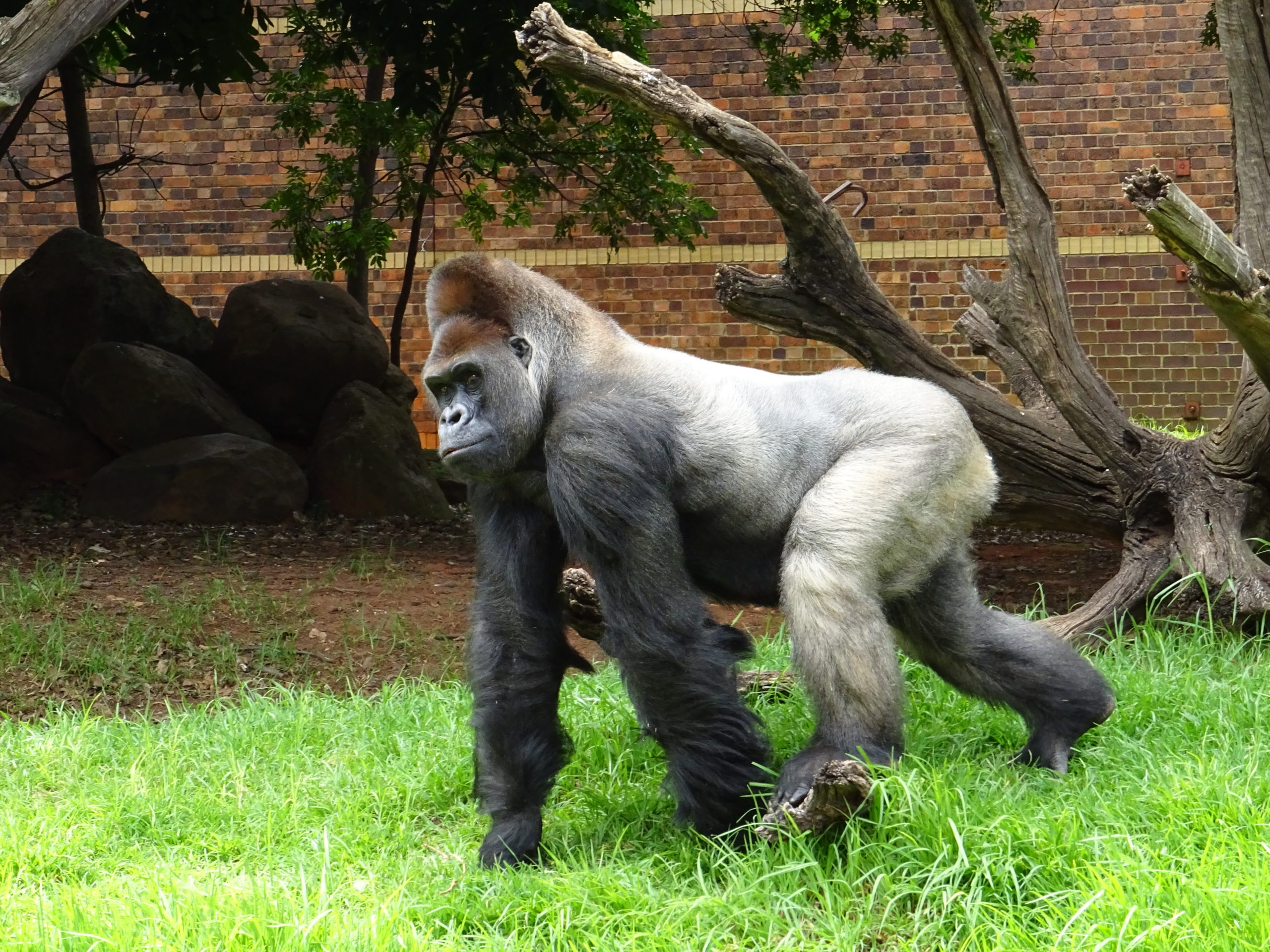 Makokou the gorilla’s historic surgery shared in new documentary