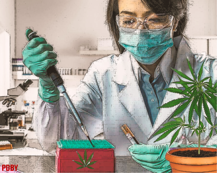 Cannabis Research at UP